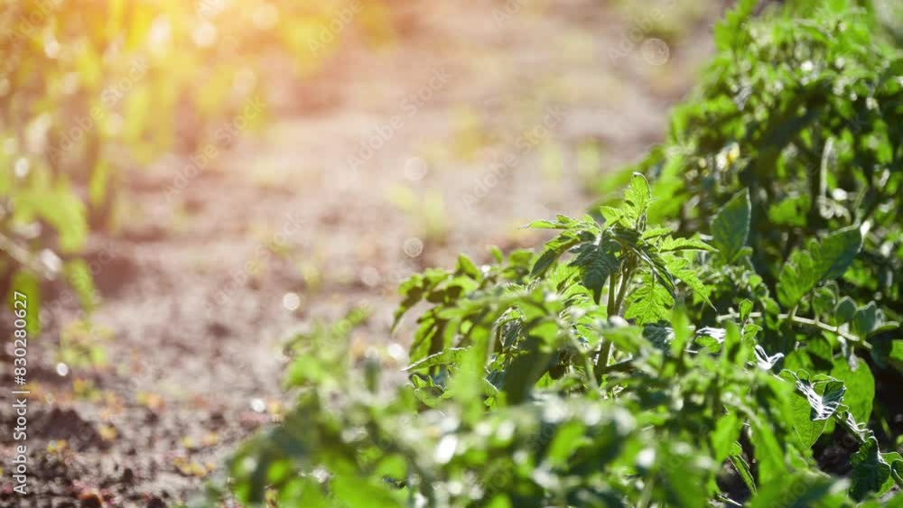 Tomato is edible berry of plant Solanum lycopersicum, commonly known as tomato plant. Species originated in western South America, Mexico, and Central America.