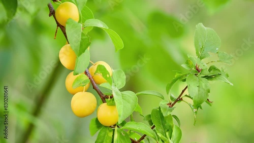 Prunus armeniaca is most commonly cultivated apricot species. Native range is somewhat uncertain due to its extensive prehistoric cultivation. Genetic studies indicate Central Asia is center of origin photo