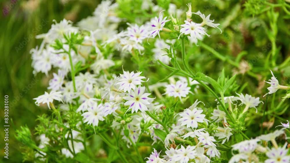 Phlox drummondii (commonly annual phlox or Drummond's phlox) is flowering plant in genus Phlox of family Polemoniaceae. Native to Texas, it is also widely distributed in United States.