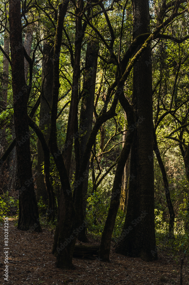 Naklejka premium Evening sunlight entering through the branches of the forest trees.