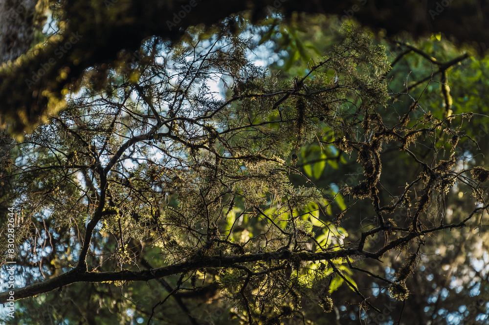 Evening sunlight entering through the branches of the forest trees. Evening sunlight entering through the branches of the forest trees.