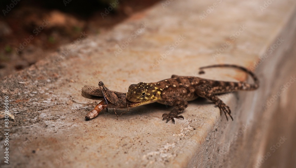 Naklejka premium Agama enjoying a meal