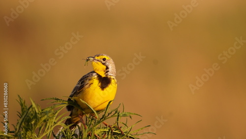 A yellow longclaw with a worm in his beak.JP photo