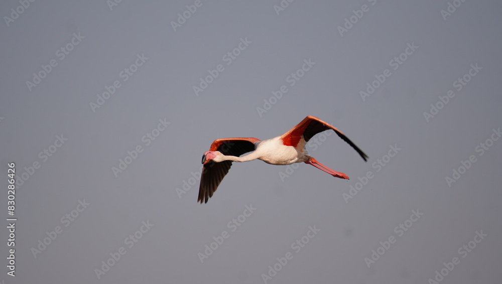 Obraz premium Flamingo with Wing flap down.