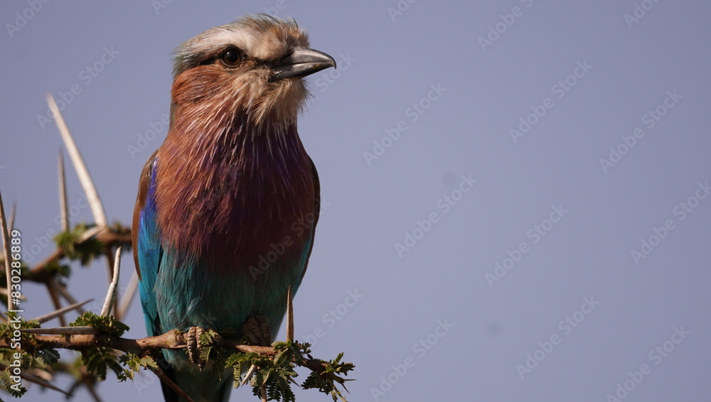 Fototapeta premium lilac roller looking sideways right.