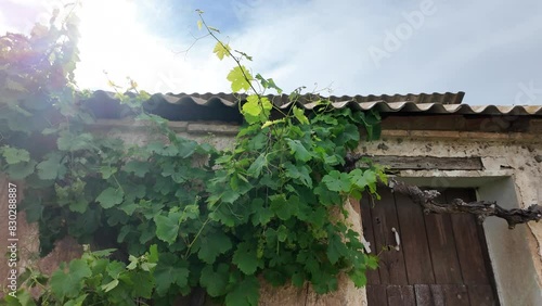 Old country house with grapevine