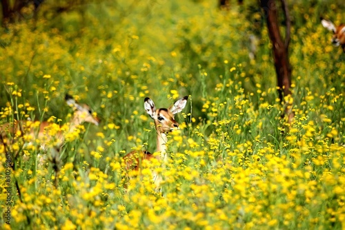 Black-faced Impala peeking through flowers © Scenic Nature SA