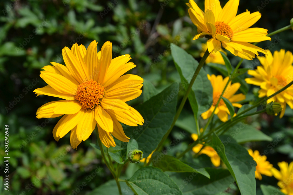 Fototapeta premium Heliopsis; herbaceous flowering plants in the family Asteraceae
