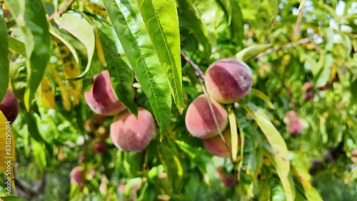 slow motion of peaches on tree moved by wind in spring