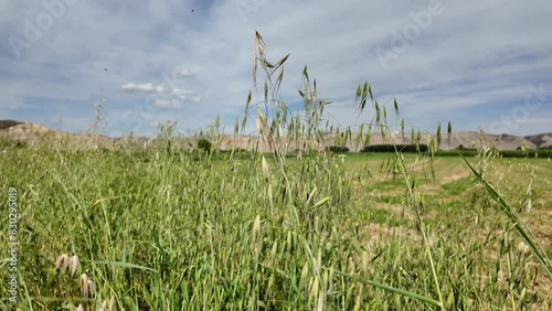 slow motion of grass moved by wind in spring