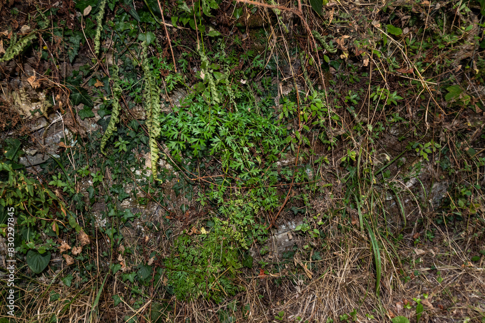 Nature's resilience is vividly displayed as a mix of wild grass, ivy, and decaying leaves embrace a forgotten stone wall, showcasing the persistent reclaiming of man-made structures Nature's resilience is vividly displayed as a mix of wild grass, ivy, and decaying leaves embrace a forgotten stone wall, showcasing the persistent reclaiming of man-made structures