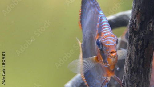 Symphysodon, colloquially known as discus, is a genus of cichlids native to the Amazon river basin in South America. photo