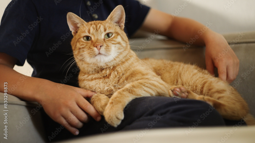 A cozy ginger cat peacefully lounging on a persons lap A cozy ginger cat peacefully lounging on a persons lap