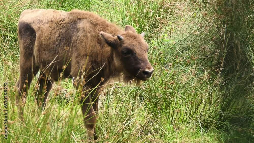 Bison bonasus or European wood bison, also known as wisent or zubr, or buffalo, is a European species of bison. European bison is heaviest wild land animal in Europe. Bison bonasus or European wood bison, also known as wisent or zubr, or buffalo, is a European species of bison. European bison is heaviest wild land animal in Europe.