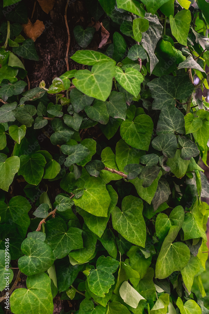 Ivy background with many green succulent leaves. Ivy leaves. Ivy background with many green succulent leaves. Ivy leaves.