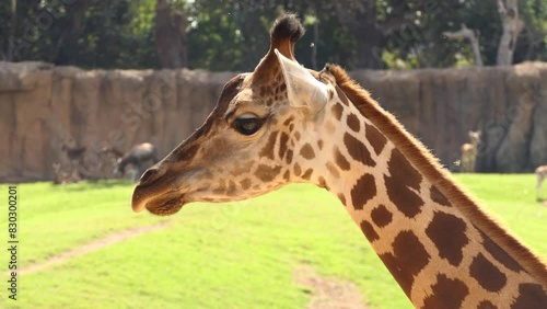 Rothschild's giraffe (Giraffa camelopardalis rothschildi) photo