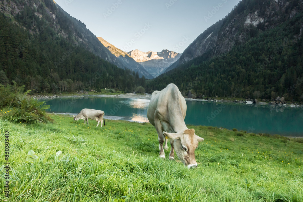 Grasende Milchkühe an einem Bergsee