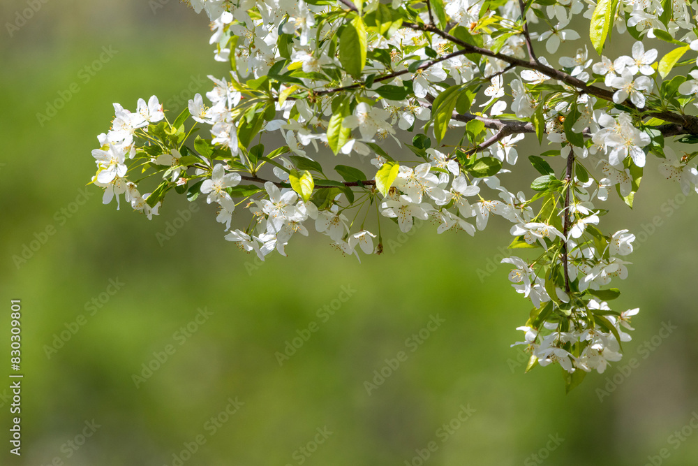 グリーン背景のズミの花 グリーン背景のズミの花