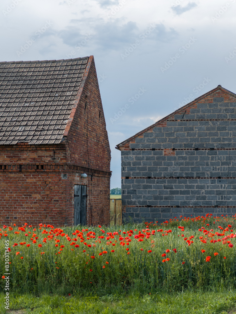 Red poppy flowers field in the countryside. Village brick house and barn in the background. Rural scene in Poland