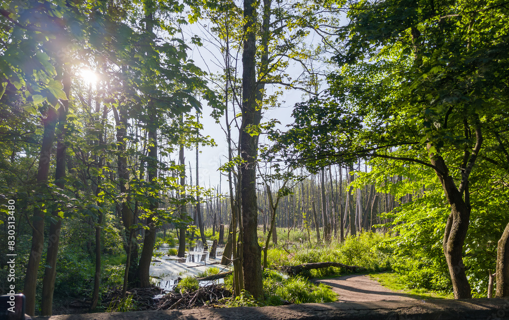 Scenic morning landscape with trees standing in a water near Rusałka lake in in Poznan, Poland.