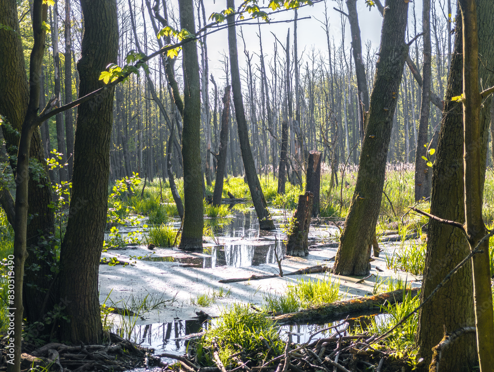 Scenic morning landscape with trees standing in a water near Rusałka lake in in Poznan, Poland.