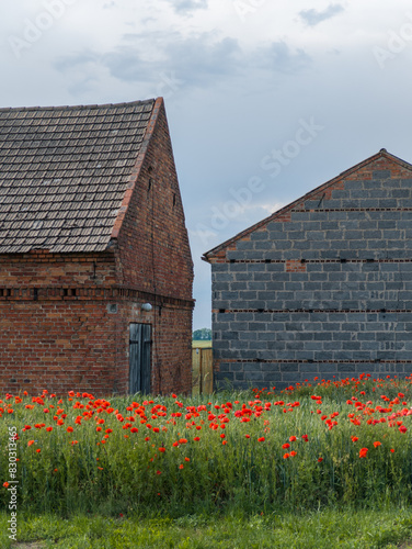 Red poppy flowers field in the countryside. Village brick house and barn in the background. Rural scene in Poland 