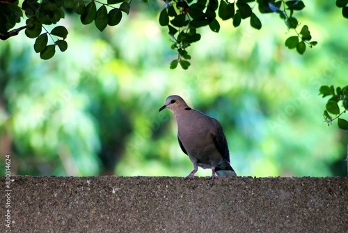 Red-eyed dove with green background 