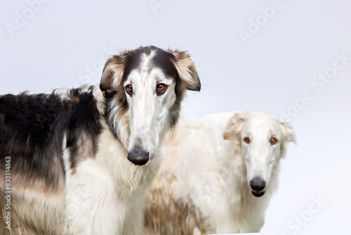 Portrait of two dogs of the Russian greyhound breed, white and black and white, on a blue sky background. Incredibles are beautiful and elegant.