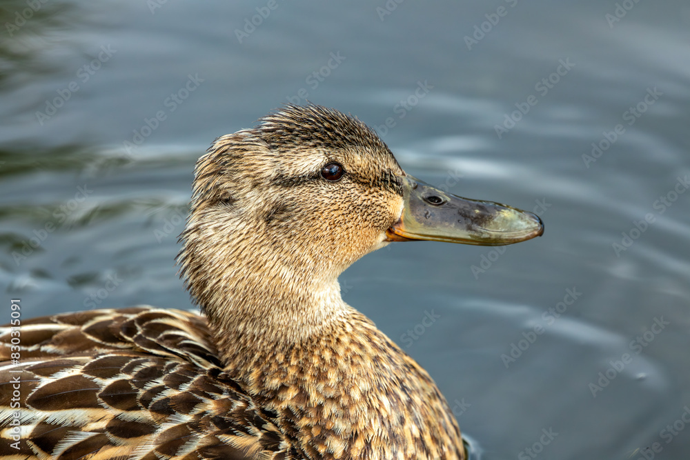 Female Mallard (Anas platyrhynchos) - Commonly Found in Europe, Asia, and North America Female Mallard (Anas platyrhynchos) - Commonly Found in Europe, Asia, and North America