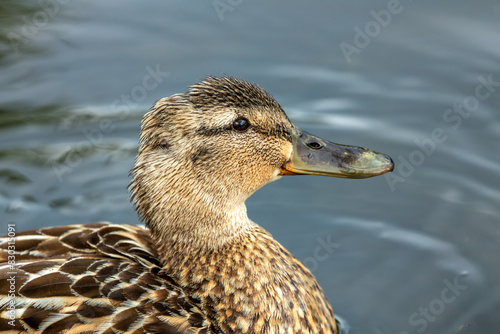 Female Mallard (Anas platyrhynchos) - Commonly Found in Europe, Asia, and North America