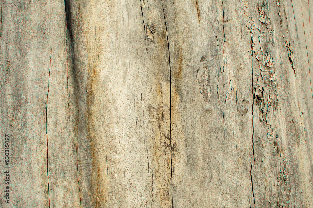 Naklejka premium Closeup of old weathered cracked wood