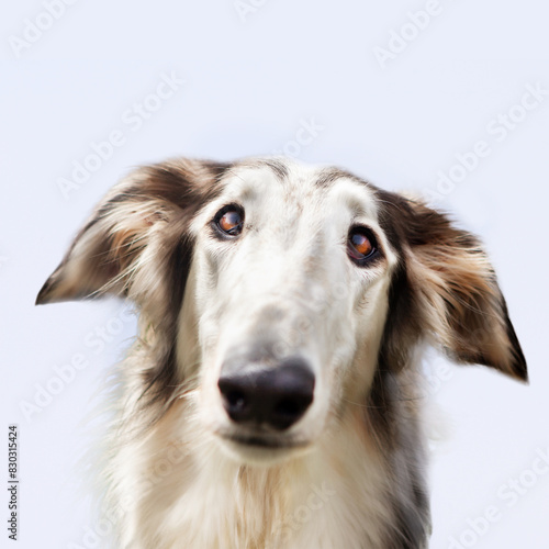 Portrait of a dog, Russian Greyhound, black and white, graceful long muzzle, close-up, against a blue sky. Close-up of a dog's face, shot with a wide-angle lens.