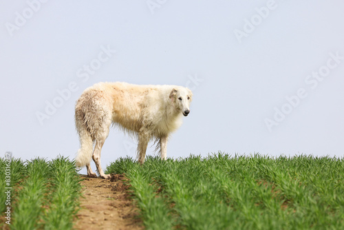 A dog of the Russian Greyhound breed walks along a path among a field of wheat sprouts, against the background of a blue sky.