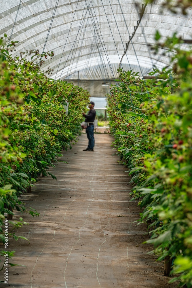 A farmer inspects raspberry plants inside a large greenhouse tunnel as he stands between rows of raspberries carefully harvesting the fruit. A farmer inspects raspberry plants inside a large greenhouse tunnel as he stands between rows of raspberries carefully harvesting the fruit.