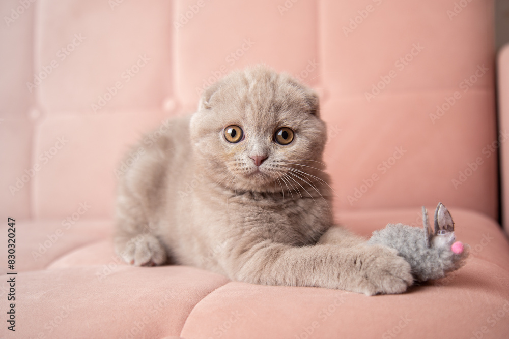adorable fluffy small grey domestic Kitty lying on pink soft sofa at home. cute fold scottish cat. pets banner adorable fluffy small grey domestic Kitty lying on pink soft sofa at home. cute fold scottish cat. pets banner
