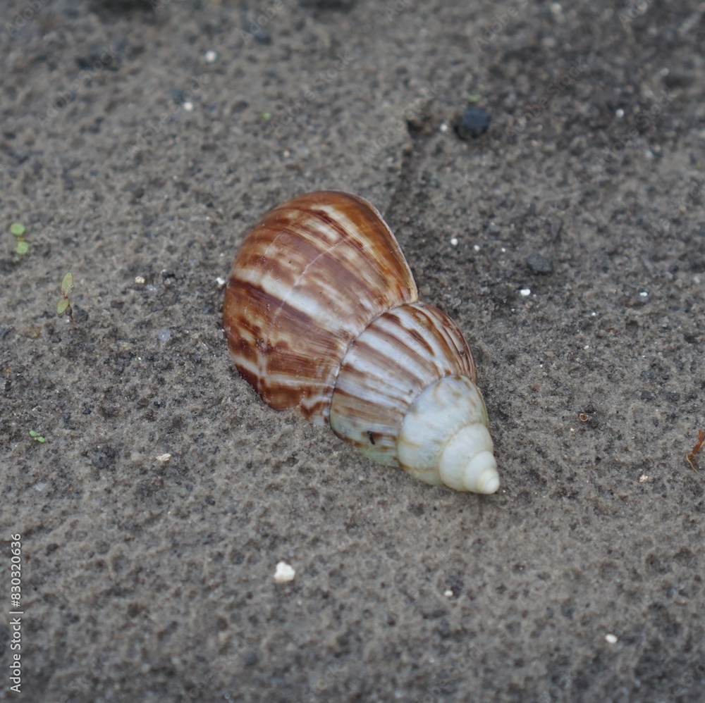 Snail Amphidromus (Amphidromus) on damp ground in the morning dew. Snail Amphidromus (Amphidromus) on damp ground in the morning dew.