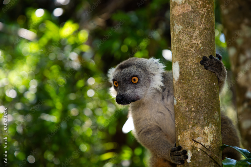 Fototapeta premium Crowned lemur Eulemur Coronatus, endemic animal