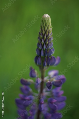 Blau blühende Lupinen im Sommer photo