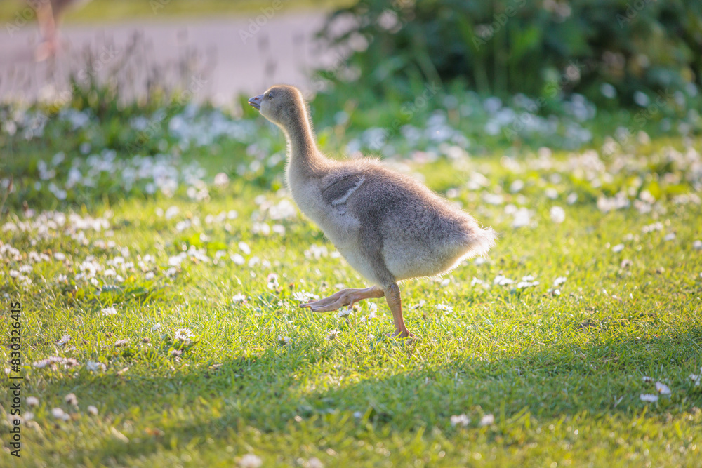 adorable baby goose walking around in the grass, riverside of River Thames, Berkshire, spring summer adorable baby goose walking around in the grass, riverside of River Thames, Berkshire, spring summer
