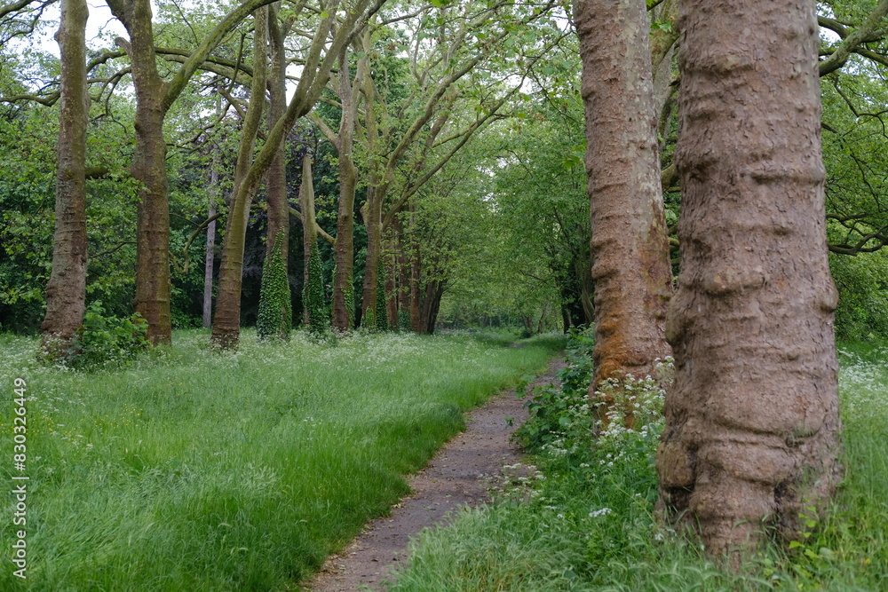 A small path at spring in the Vincennes wood. Paris, France - May 12, 2024. A small path at spring in the Vincennes wood. Paris, France - May 12, 2024.