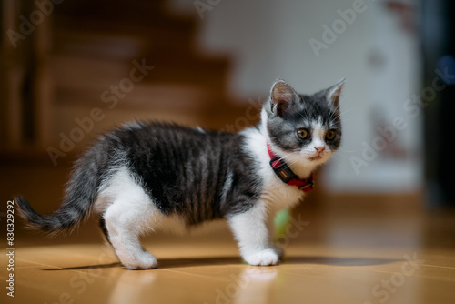 屋内の子猫