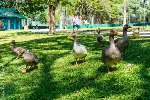 Família de Gansos