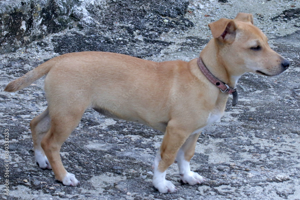 Cachorro fofinho vira lata em Ponta Negra - Maricá - RJ Cachorro fofinho vira lata em Ponta Negra - Maricá - RJ