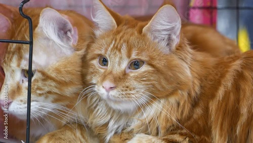 Kurilian Bobtails - cats breed originating from Kuril Islands, as well as Sakhalin Island and Kamchatka peninsula photo