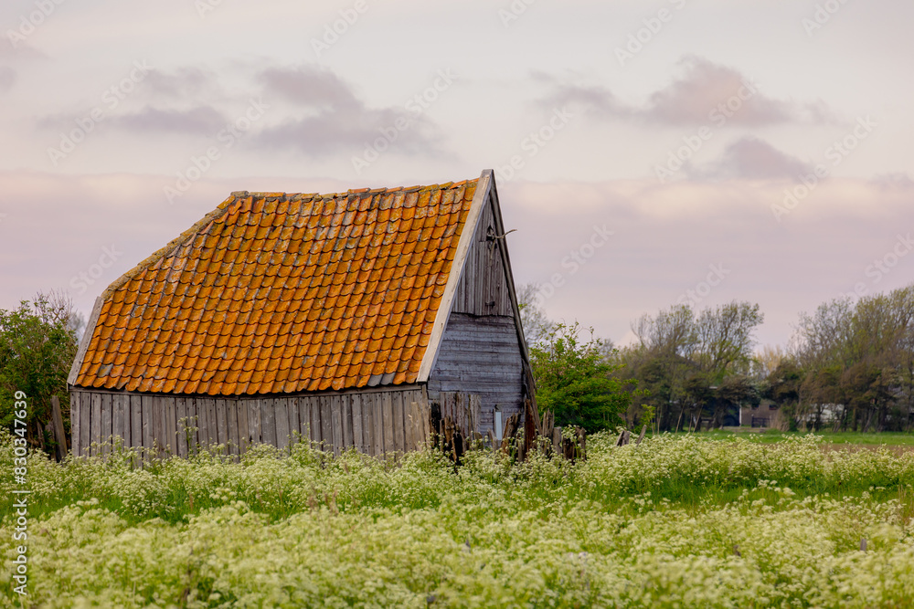 Obraz premium Typical landscape of Texel island, Old wooden sheep shed farmhouse in spring, White flowers Cow Parsley, Anthriscus sylvestris, Wild chervil or Keck, The Dutch Wadden Islands, Den Hoorn, Netherlands.