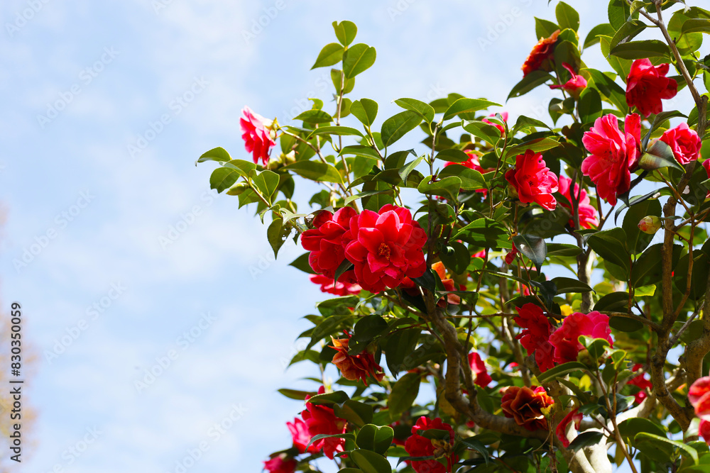 Beautiful camellia flower on tree. The Expo 70 Commemorative Park, Osaka, Japan Beautiful camellia flower on tree. The Expo 70 Commemorative Park, Osaka, Japan