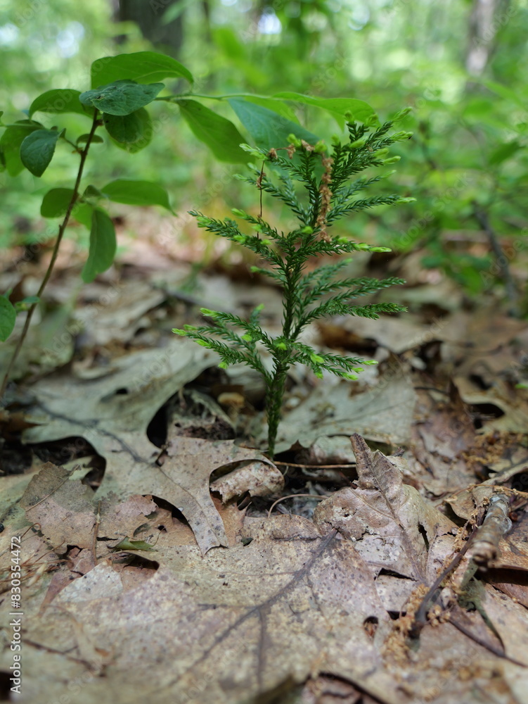 New Tree in the Forest