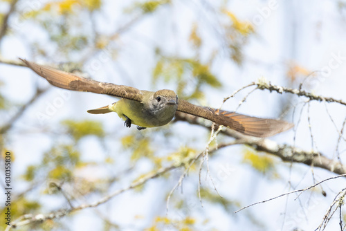 Great crested flycatcher in flight photo