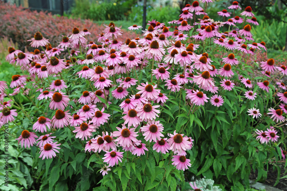 Obraz premium Bush of coneflowers - Echinacea - park in Quebec City, Canada