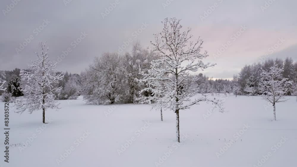 Aerial view in the estonian park in winter, everything is covered with snow, the drone flies over the pine trees capturing the snowy landscape of northern europe. Aerial view in the estonian park in winter, everything is covered with snow, the drone flies over the pine trees capturing the snowy landscape of northern europe.